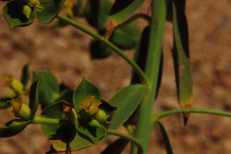 Aiuto per Euphorbia biumbellata